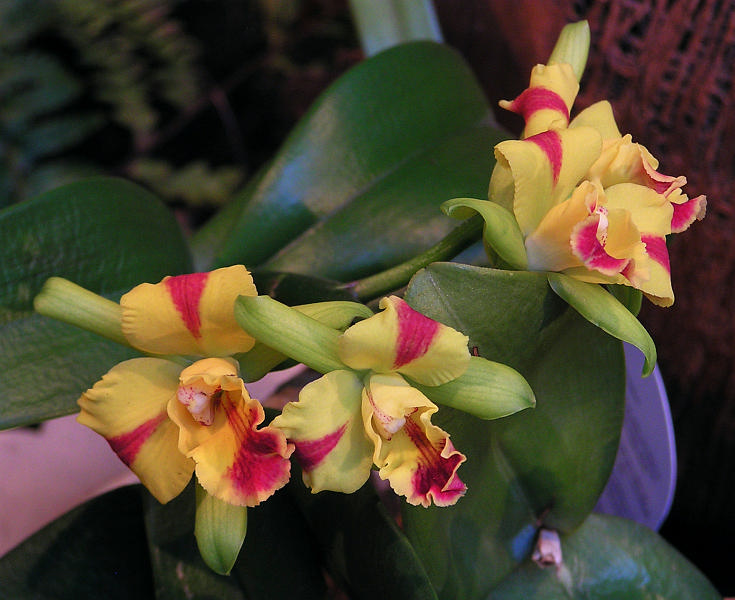 Orchidea.31.JPG - OLYMPUS DIGITAL CAMERA